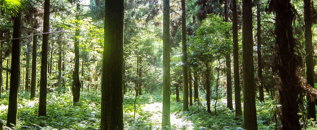 鼎天国际 f6848